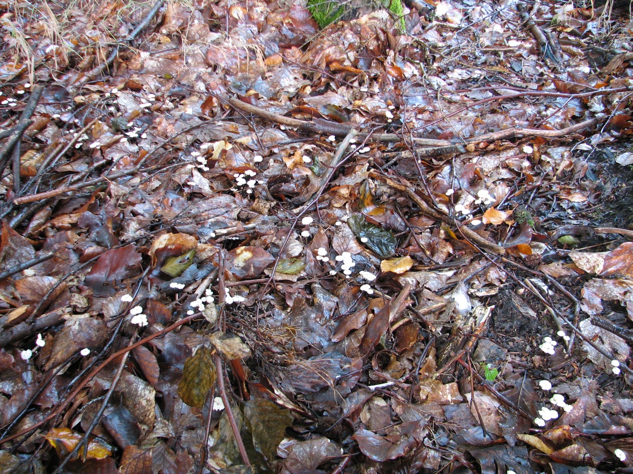 2011 09 04 Sortie Myco Croix Pater 12